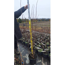 Гортензія волотиста Ванілла Фрейз ® / Ренні ® | Hydrangea paniculata Vanille Fraise ® / Renhy ® | Гортензия метельчатая Ванилла Фрейз ® / Ренни ®