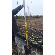 Гортензія волотиста Ванілла Фрейз ® / Ренні ® | Hydrangea paniculata Vanille Fraise ® / Renhy ® | Гортензия метельчатая Ванилла Фрейз ® / Ренни ®