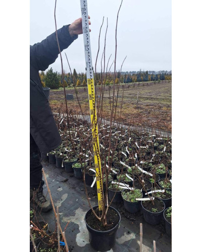 Гортензія волотиста Ванілла Фрейз ® / Ренні ® | Hydrangea paniculata Vanille Fraise ® / Renhy ® | Гортензия метельчатая Ванилла Фрейз ® / Ренни ®