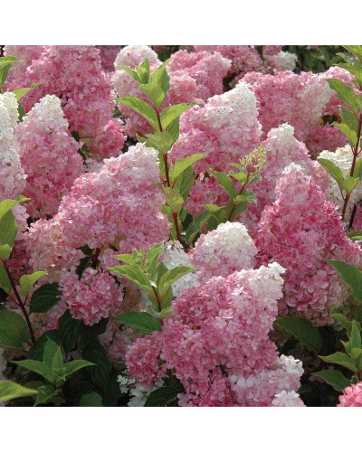 Гортензія волотиста Ванілла Фрейз ® / Ренні ® | Hydrangea paniculata Vanille Fraise ® / Renhy ® | Гортензия метельчатая Ванилла Фрейз ® / Ренни ®