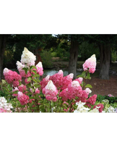 Гортензія волотиста Ванілла Фрейз ® / Ренні ® | Hydrangea paniculata Vanille Fraise ® / Renhy ® | Гортензия метельчатая Ванилла Фрейз ® / Ренни ®