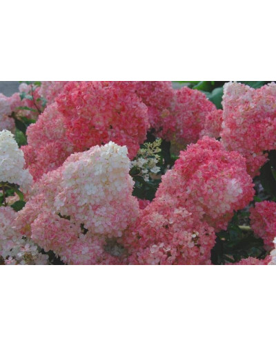 Гортензія волотиста Ванілла Фрейз ® / Ренні ® | Hydrangea paniculata Vanille Fraise ® / Renhy ® | Гортензия метельчатая Ванилла Фрейз ® / Ренни ®
