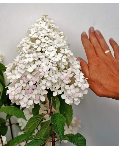 Гортензія волотиста Ванілла Фрейз ® / Ренні ® | Hydrangea paniculata Vanille Fraise ® / Renhy ® | Гортензия метельчатая Ванилла Фрейз ® / Ренни ®