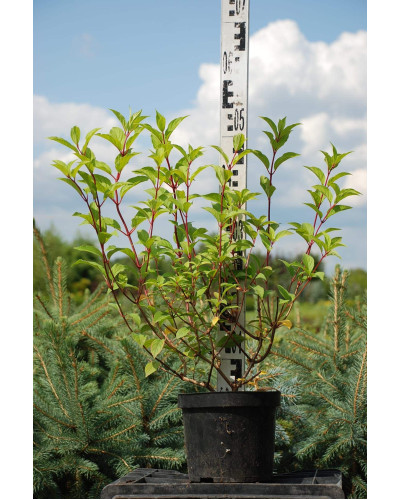 Гортензія волотиста Ванілла Фрейз ® / Ренні ® | Hydrangea paniculata Vanille Fraise ® / Renhy ® | Гортензия метельчатая Ванилла Фрейз ® / Ренни ®