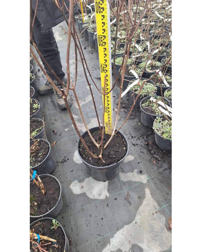 Гортензія волотиста Ванілла Фрейз ® / Ренні ® | Hydrangea paniculata Vanille Fraise ® / Renhy ® | Гортензия метельчатая Ванилла Фрейз ® / Ренни ®