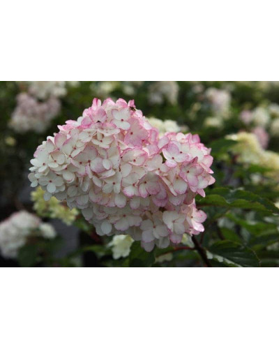 Гортензія волотиста Ванілла Фрейз ® / Ренні ® | Hydrangea paniculata Vanille Fraise ® / Renhy ® | Гортензия метельчатая Ванилла Фрейз ® / Ренни ®