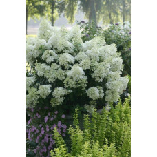 Гортензія волотиста Бобо ® |  Hydrangea paniculata Bobo ® | Гортензия метельчатая Бобо ®