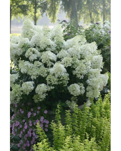 Гортензія волотиста Бобо ® | Hydrangea paniculata Bobo ® | Гортензия метельчатая Бобо ®