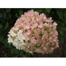 Гортензія волотиста Бобо ® |  Hydrangea paniculata Bobo ® | Гортензия метельчатая Бобо ®