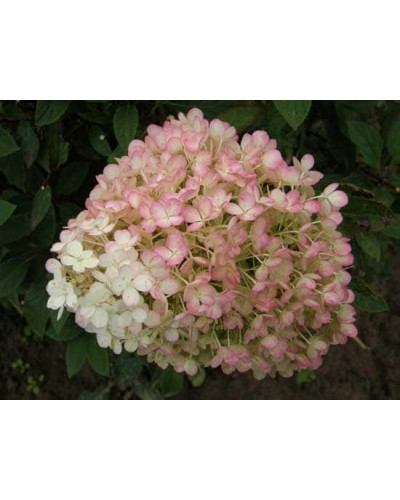 Гортензія волотиста Бобо ® | Hydrangea paniculata Bobo ® | Гортензия метельчатая Бобо ®