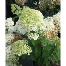 Гортензія волотиста Бобо ® |  Hydrangea paniculata Bobo ® | Гортензия метельчатая Бобо ®