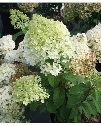 Гортензія волотиста Бобо ® | Hydrangea paniculata Bobo ® | Гортензия метельчатая Бобо ®