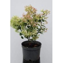 Гортензія волотиста Бобо ® |  Hydrangea paniculata Bobo ® | Гортензия метельчатая Бобо ®