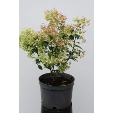Гортензія волотиста Бобо ® |  Hydrangea paniculata Bobo ® | Гортензия метельчатая Бобо ®