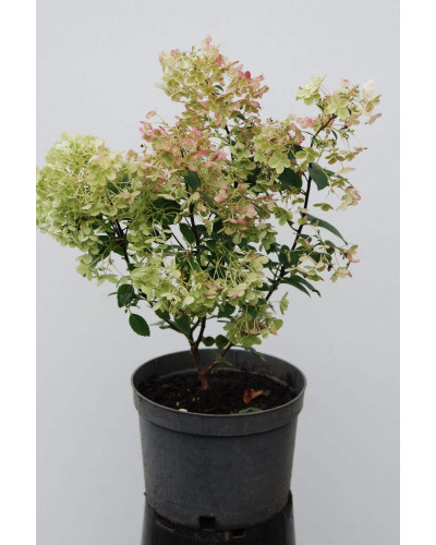 Гортензія волотиста Бобо ® | Hydrangea paniculata Bobo ® | Гортензия метельчатая Бобо ®