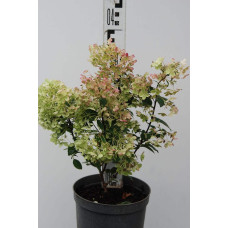 Гортензія волотиста Бобо ® |  Hydrangea paniculata Bobo ® | Гортензия метельчатая Бобо ®