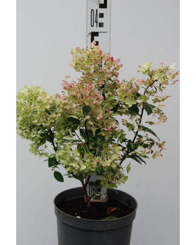Гортензія волотиста Бобо ® | Hydrangea paniculata Bobo ® | Гортензия метельчатая Бобо ®