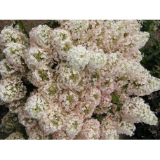 Гортензія волотиста Бобо ® |  Hydrangea paniculata Bobo ® | Гортензия метельчатая Бобо ®