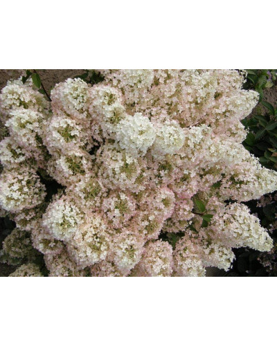 Гортензія волотиста Бобо ® | Hydrangea paniculata Bobo ® | Гортензия метельчатая Бобо ®