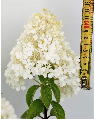 Гортензія волотиста Бобо ® | Hydrangea paniculata Bobo ® | Гортензия метельчатая Бобо ®