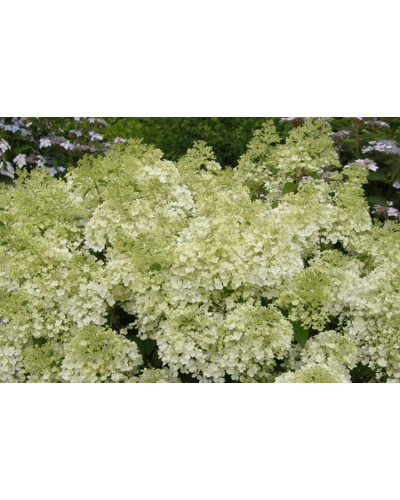 Гортензія волотиста Бобо ® | Hydrangea paniculata Bobo ® | Гортензия метельчатая Бобо ®