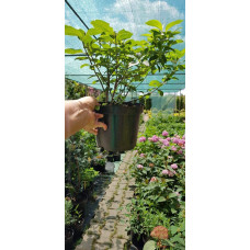 Гортензія волотиста Бобо ® |  Hydrangea paniculata Bobo ® | Гортензия метельчатая Бобо ®