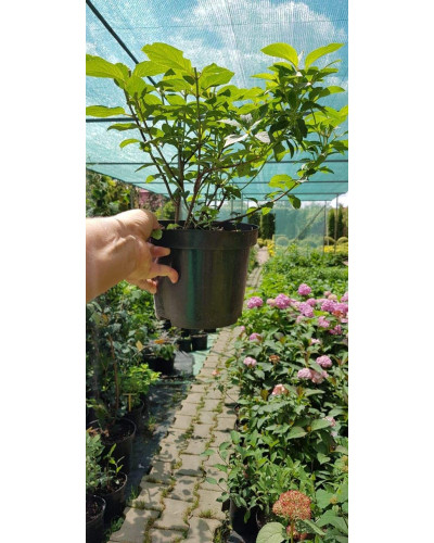 Гортензія волотиста Бобо ® | Hydrangea paniculata Bobo ® | Гортензия метельчатая Бобо ®