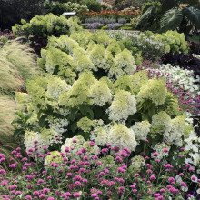 Гортензія волотиста Бобо ® |  Hydrangea paniculata Bobo ® | Гортензия метельчатая Бобо ®