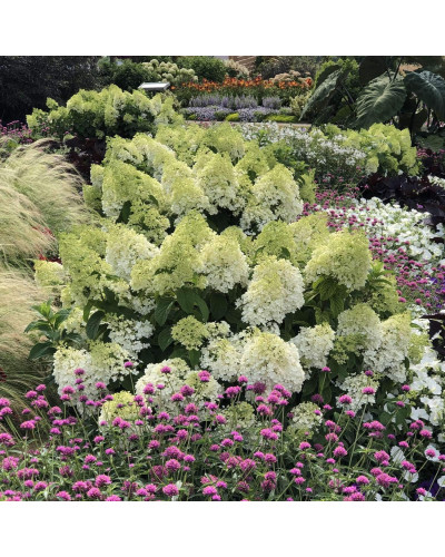 Гортензія волотиста Бобо ® | Hydrangea paniculata Bobo ® | Гортензия метельчатая Бобо ®