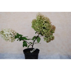 Гортензія волотиста Бобо ® |  Hydrangea paniculata Bobo ® | Гортензия метельчатая Бобо ®
