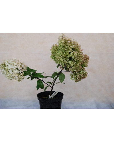 Гортензія волотиста Бобо ® | Hydrangea paniculata Bobo ® | Гортензия метельчатая Бобо ®