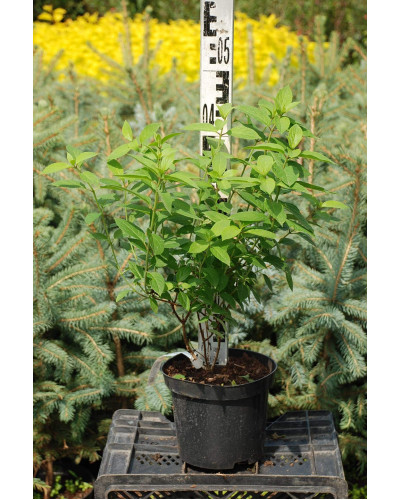 Гортензія волотиста Бобо ® | Hydrangea paniculata Bobo ® | Гортензия метельчатая Бобо ®