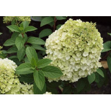 Гортензія волотиста Бобо ® |  Hydrangea paniculata Bobo ® | Гортензия метельчатая Бобо ®