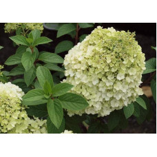 Гортензія волотиста Бобо ® |  Hydrangea paniculata Bobo ® | Гортензия метельчатая Бобо ®