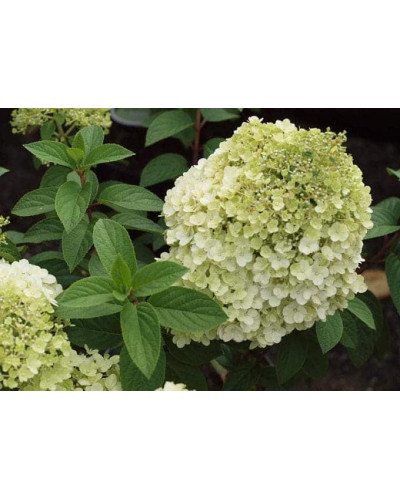 Гортензія волотиста Бобо ® | Hydrangea paniculata Bobo ® | Гортензия метельчатая Бобо ®