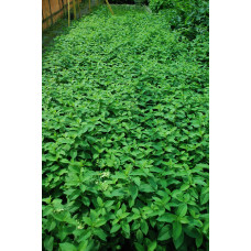 Гортензія волотиста Бобо ® |  Hydrangea paniculata Bobo ® | Гортензия метельчатая Бобо ®