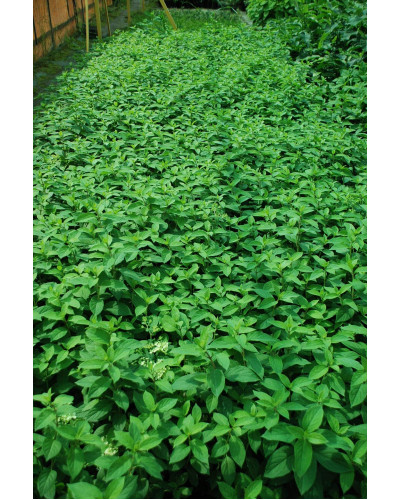 Гортензія волотиста Бобо ® | Hydrangea paniculata Bobo ® | Гортензия метельчатая Бобо ®