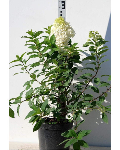 Гортензія волотиста Бобо ® | Hydrangea paniculata Bobo ® | Гортензия метельчатая Бобо ®