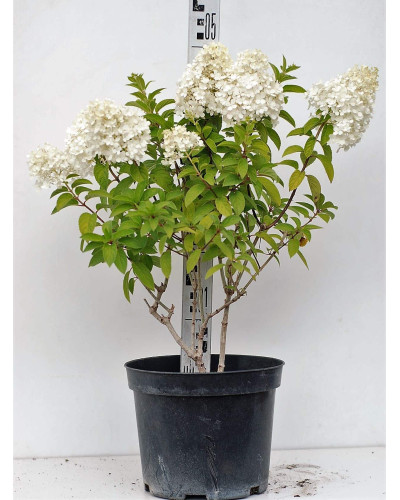 Гортензія волотиста Бобо ® | Hydrangea paniculata Bobo ® | Гортензия метельчатая Бобо ®