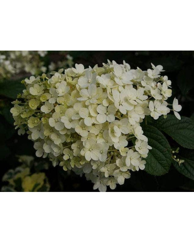 Гортензія волотиста Бобо ® | Hydrangea paniculata Bobo ® | Гортензия метельчатая Бобо ®