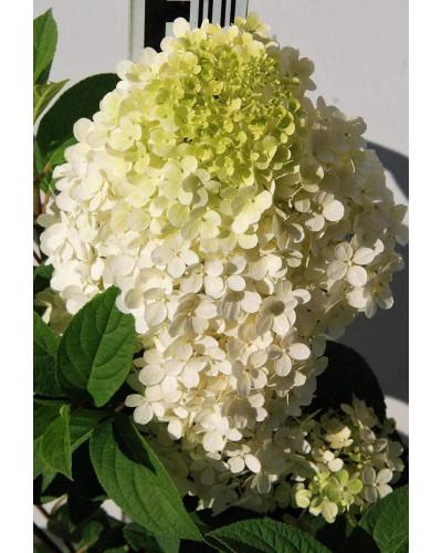Гортензія волотиста Бобо ® | Hydrangea paniculata Bobo ® | Гортензия метельчатая Бобо ®