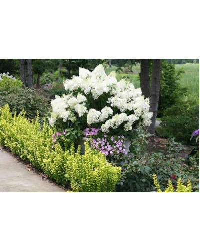 Гортензія волотиста Бобо ® | Hydrangea paniculata Bobo ® | Гортензия метельчатая Бобо ®