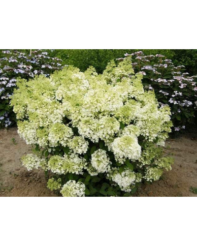 Гортензія волотиста Бобо ® | Hydrangea paniculata Bobo ® | Гортензия метельчатая Бобо ®
