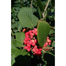 Гордовина / Калина цілолиста | Viburnum lantana | Калина гордовина / Гордовина обыкновенная