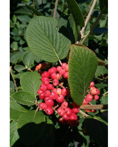 Гордовина / Калина цілолиста | Viburnum lantana | Калина гордовина / Гордовина обыкновенная