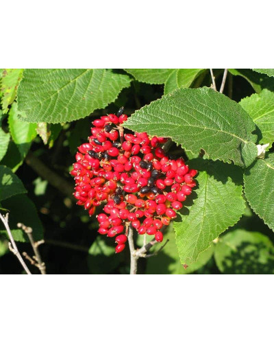Гордовина / Калина цілолиста | Viburnum lantana | Калина гордовина / Гордовина обыкновенная
