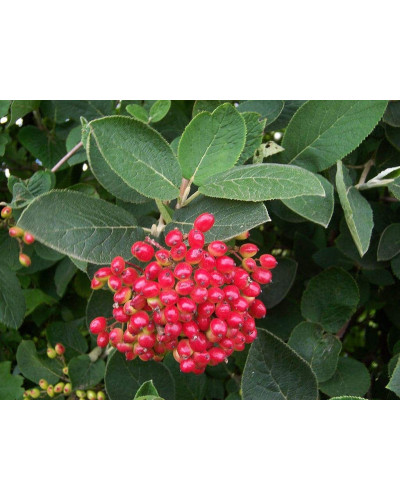 Гордовина / Калина цілолиста | Viburnum lantana | Калина гордовина / Гордовина обыкновенная