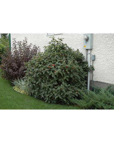 Гордовина / Калина цілолиста | Viburnum lantana | Калина гордовина / Гордовина обыкновенная