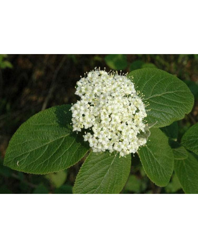 Гордовина / Калина цілолиста | Viburnum lantana | Калина гордовина / Гордовина обыкновенная
