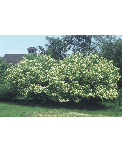 Гордовина / Калина цілолиста | Viburnum lantana | Калина гордовина / Гордовина обыкновенная